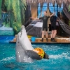 Дельфинарии, океанариумы в Москве