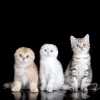Питомник шотландских кошек «Color Richness»